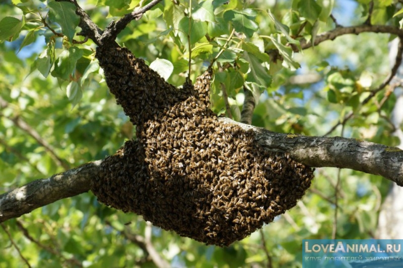 Всё о ловле пчелиного роя. Техника, советы с фото и видео